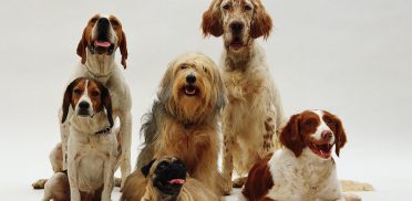A beautiful shot of different dog breeds resting on a white surface with a white background