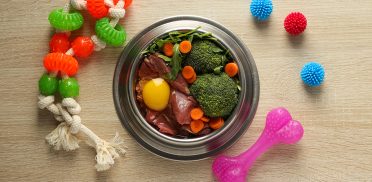 Tasty and delicious food for pet, pet accessories