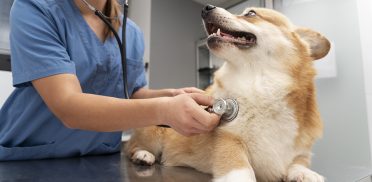 formulado-por-expertos-veterinarios-y-zootecnistas